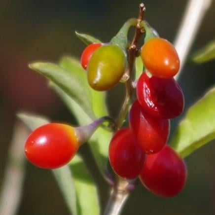 Goji Goji