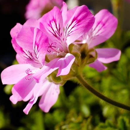 geranium-rosat Géranium rosat