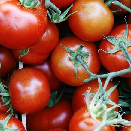 lycopene Lycopene