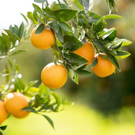 orange-douce Orange douce