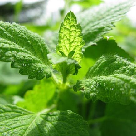 menthe-poivree menthe poivrée
