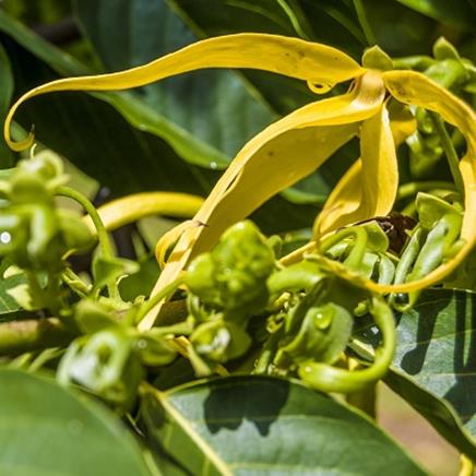 yang-ylang Ylang ylang