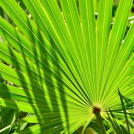 saw palmetto saw palmetto