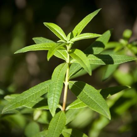 verveine Verveine