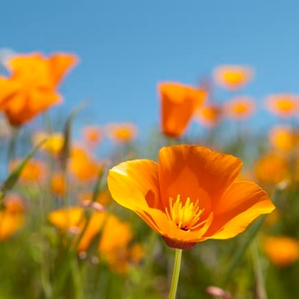 Eschscholzia Eschscholzia