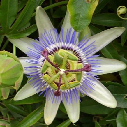 passiflore passiflore