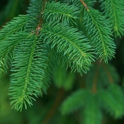 pin-sylvestre Pin sylvestre