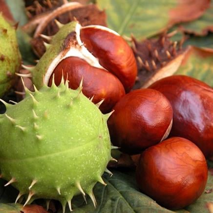 Marron d'inde Marron d'inde