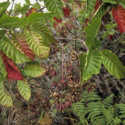 Quinquina Quinquina