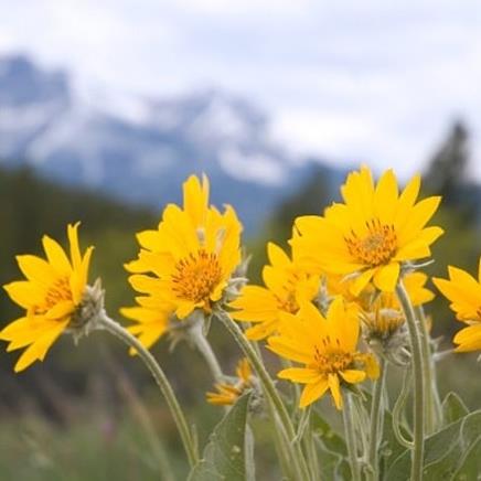 arnica Arnica
