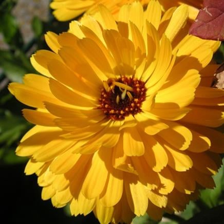 calendula Calendula