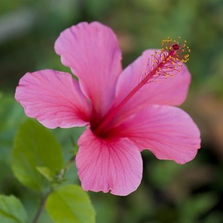 Hibiscus Hibiscus