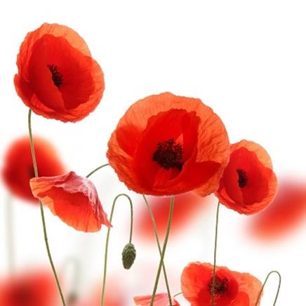coquelicot Coquelicot