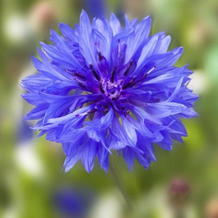 bleuet Bleuet