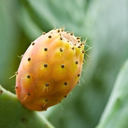 Nopal Nopal