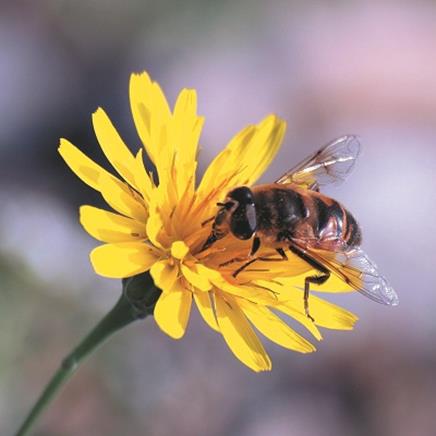 propolis Propolis