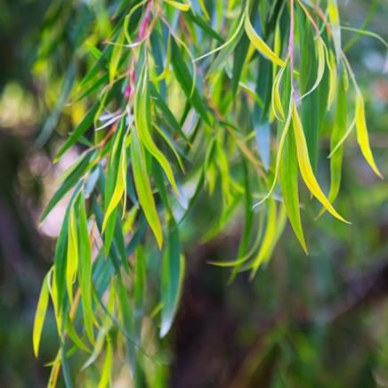 Eucalyptus radie Eucalyptus radie