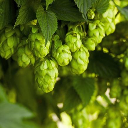 houblon houblon