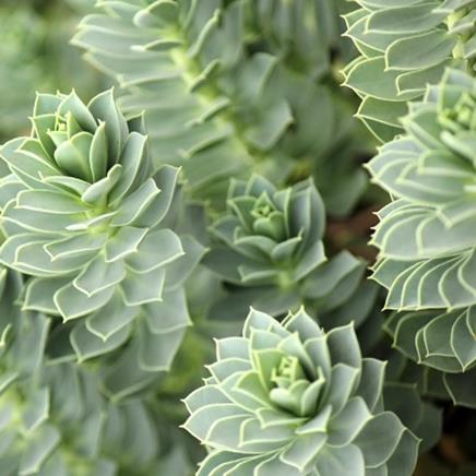Rhodiola Rhodiola