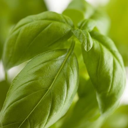 basilic Basilic