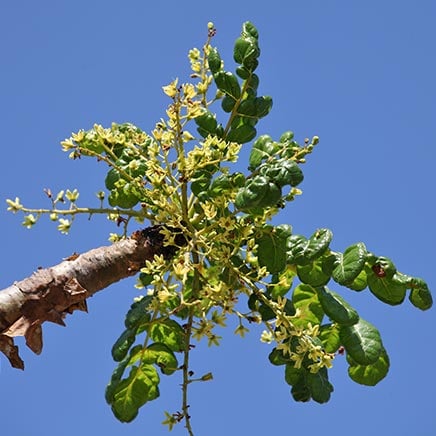 boswellia Bambou