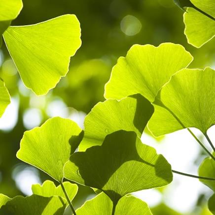 ginkgo-biloba Ginkgo Biloba