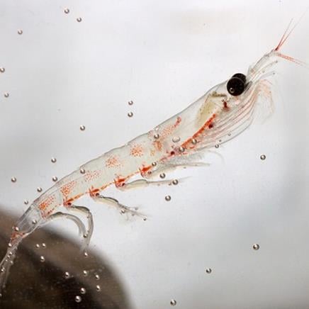 Krill Krill