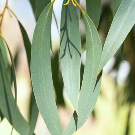Eucalyptus Eucalyptus