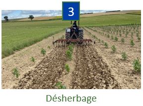 Etape 3 : désherbage