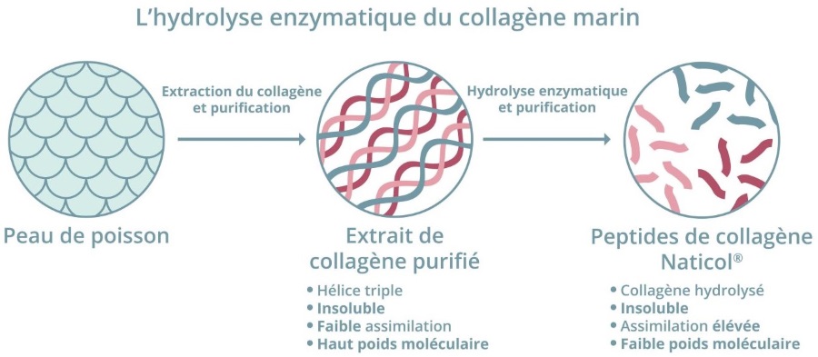 L'hydrolyse enzymatique du collagène marin