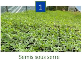 Etape 1 : Semis sous terre