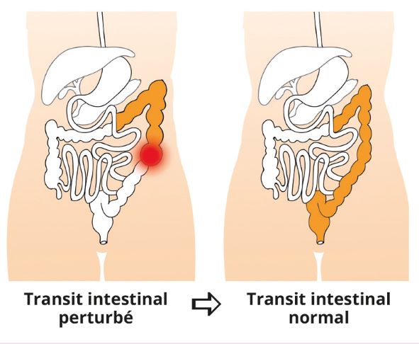 Schéma digestion