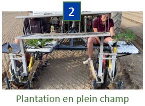 Etape 2 : Plantation en plein champ
