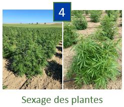 Etape 4 : sexage des plantes